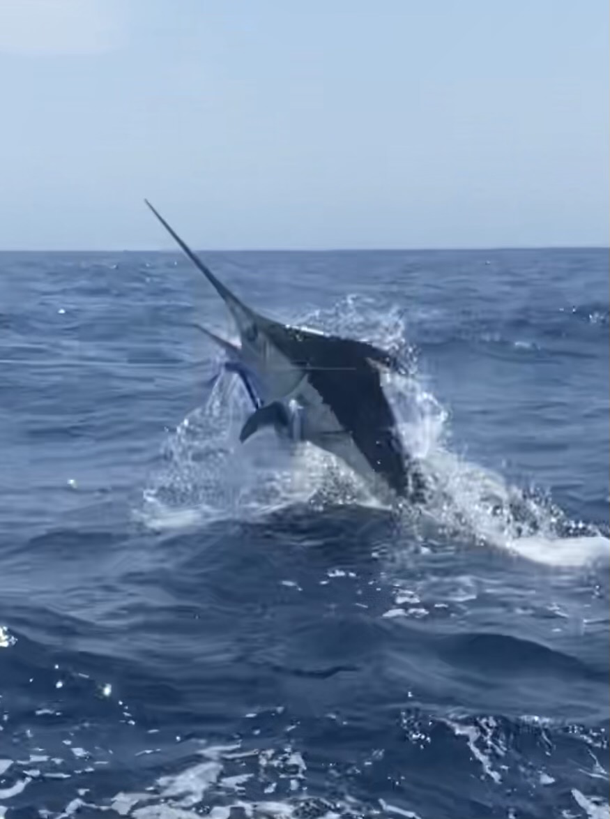 Longer Days Fishing Charters Teach's Lair Blue Marlin
