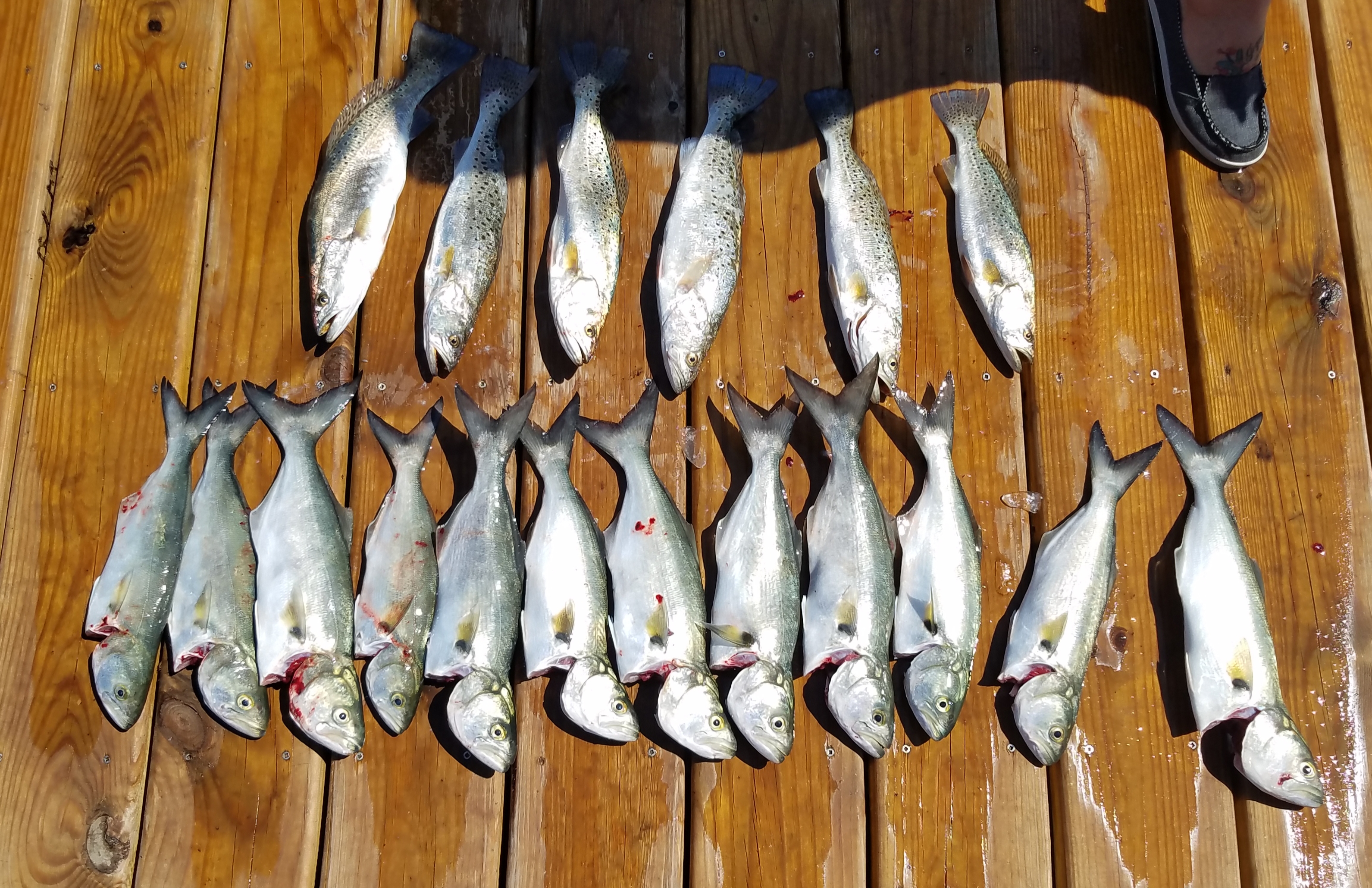 Inshore Fishing Teach's Lair Half Day Bluefish Speckled Trout