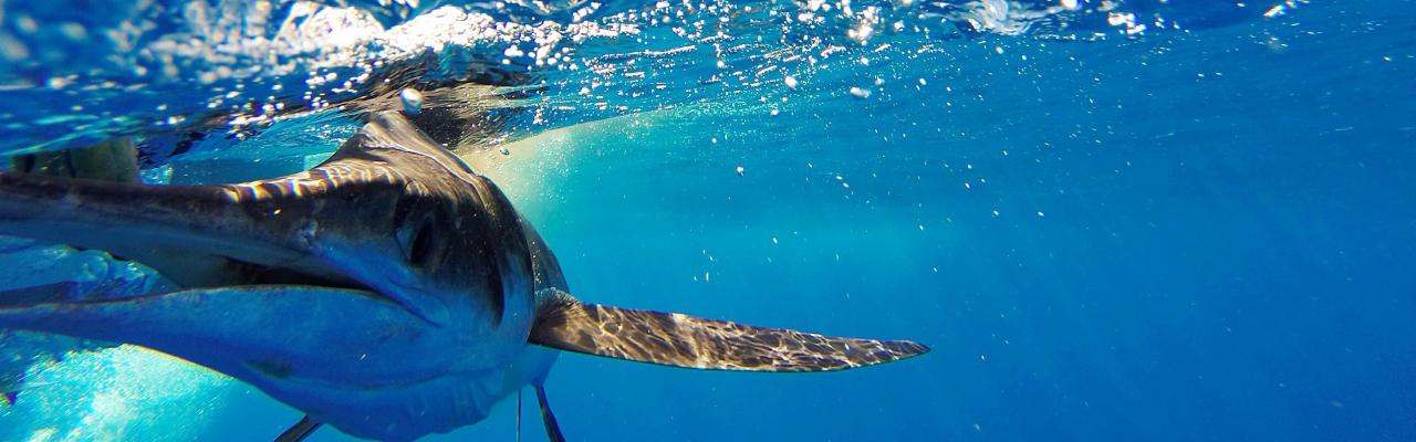 Marlin Fishing at Hatteras Landing