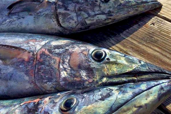 Fishing on Hatteras Island