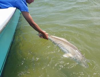 Drum Release Hatteras Island Fishing Inshore....