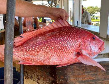 Red Snapper Teach's Lair