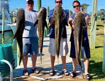 Bak Bar Inshore Charters Cobia