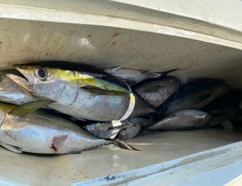 Harper's Folly Fishing Teach's Lair Hatteras Offshore