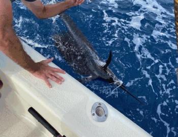 Sailfish Hatteras Offshore Fishing Harper's Folly Teach's Lair