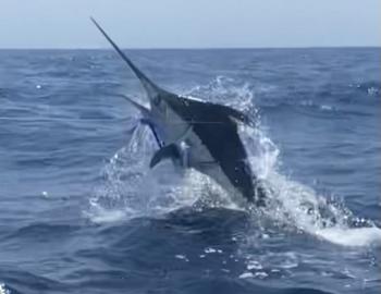 Longer Days Fishing Charters Teach's Lair Blue Marlin