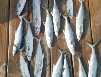 Speck-Tackler Inshore Fishing Charters Hatteras Teach's