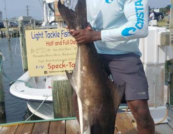 Speck-Tackler Fishing Cobia Hatteras Teach's Lair