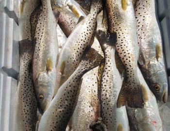 Speckled Trout