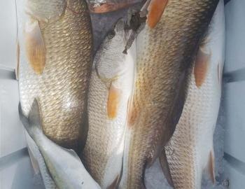 Red Drum Teach's Lair Hatteras Inshore Fishing Charter