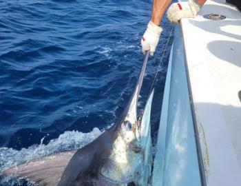 Carolina Girl Teach's Lair Hatteras Fishing Blue Marlin