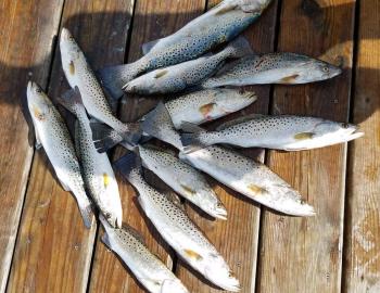 Speck-Tackler Fishing Speckled Trout