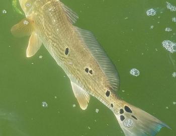 Speck-Tackler Fishing Red Drum