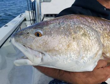 Red Drum Teach's Lair Hatteras Inshore Fishing Charter