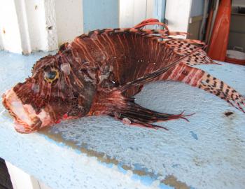 Lionfish 