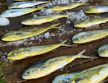 Mahi Mahi Teach's Lair Marina Fishing