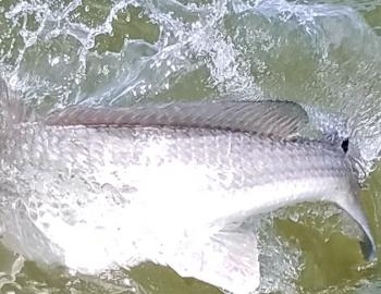 Red Drum Teach's Lair Hatteras Inshore Fishing Charter