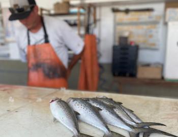 Teach's Lair Spanish Mackerel