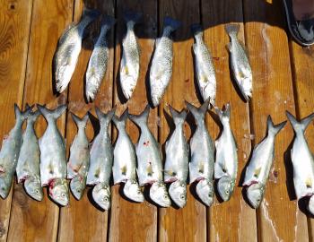 Inshore Fishing Teach's Lair Half Day Bluefish Speckled Trout