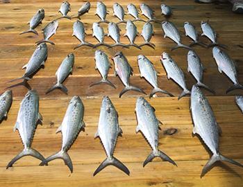 Fishing on the Stormy Petrel II