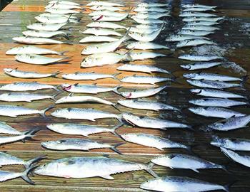 Fishing with Captain Brian Patteson on the Stormy Petrel II