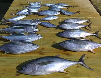 Fishing Aboard the Sea Angel II