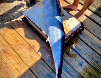 Teach's Lair Fishing Report Wahoo