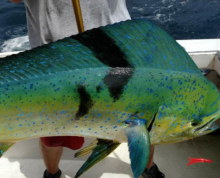 Fishing on Sea Angel II with Captain Bruce Armstrong