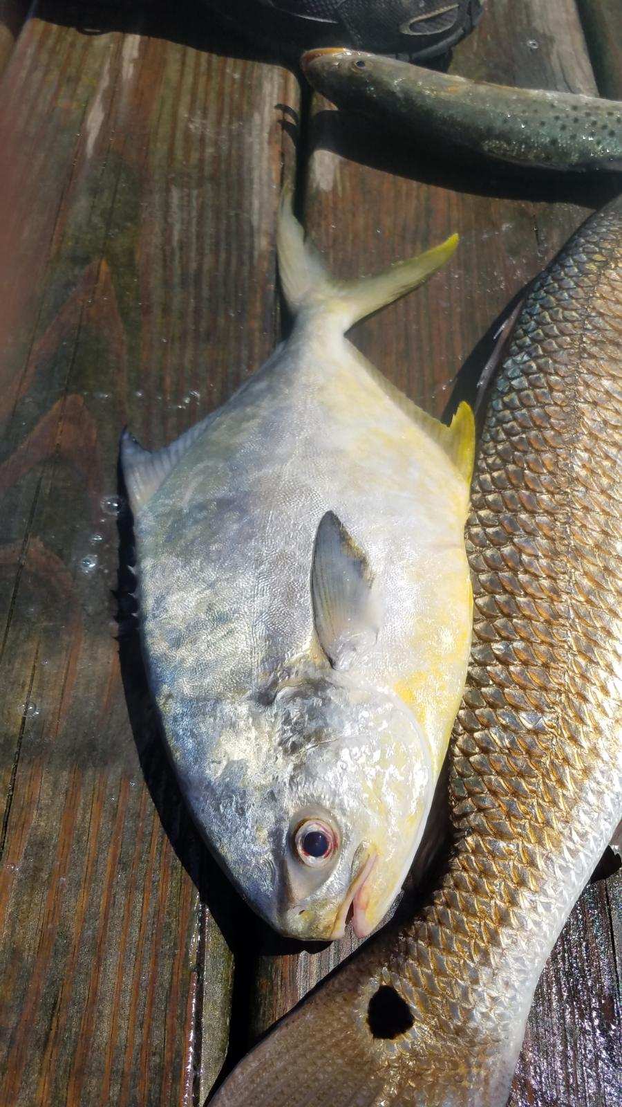 Speck-Tackler Pompano