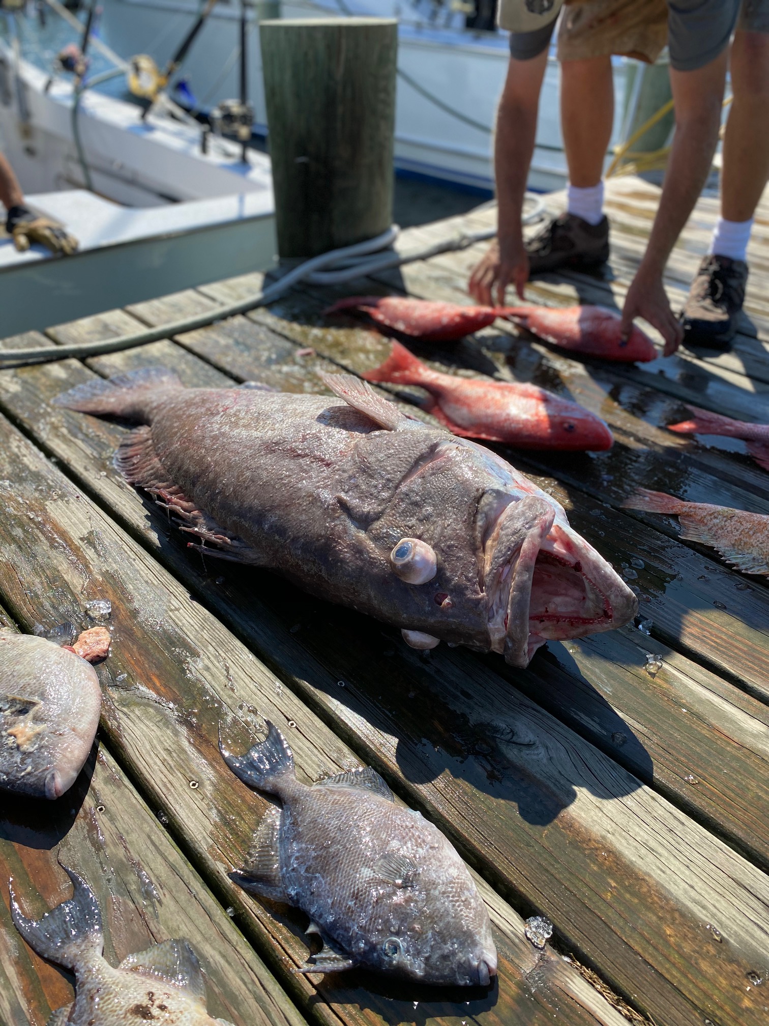 Snowy Grouper Teach's Lair Carolina Girl