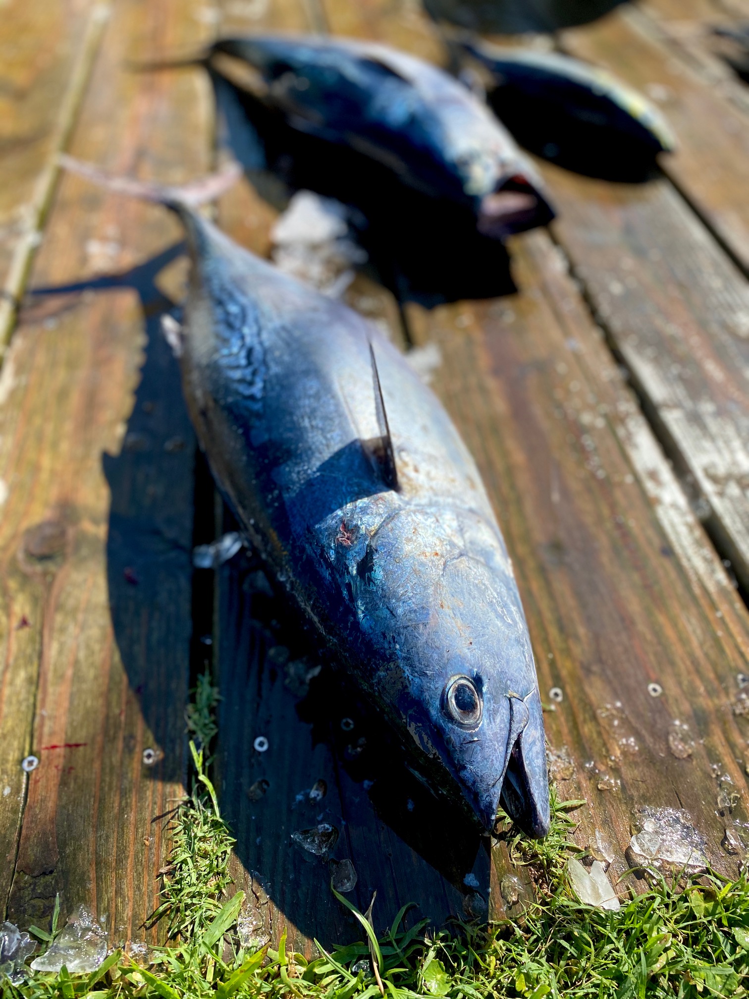 Albacore Tuna