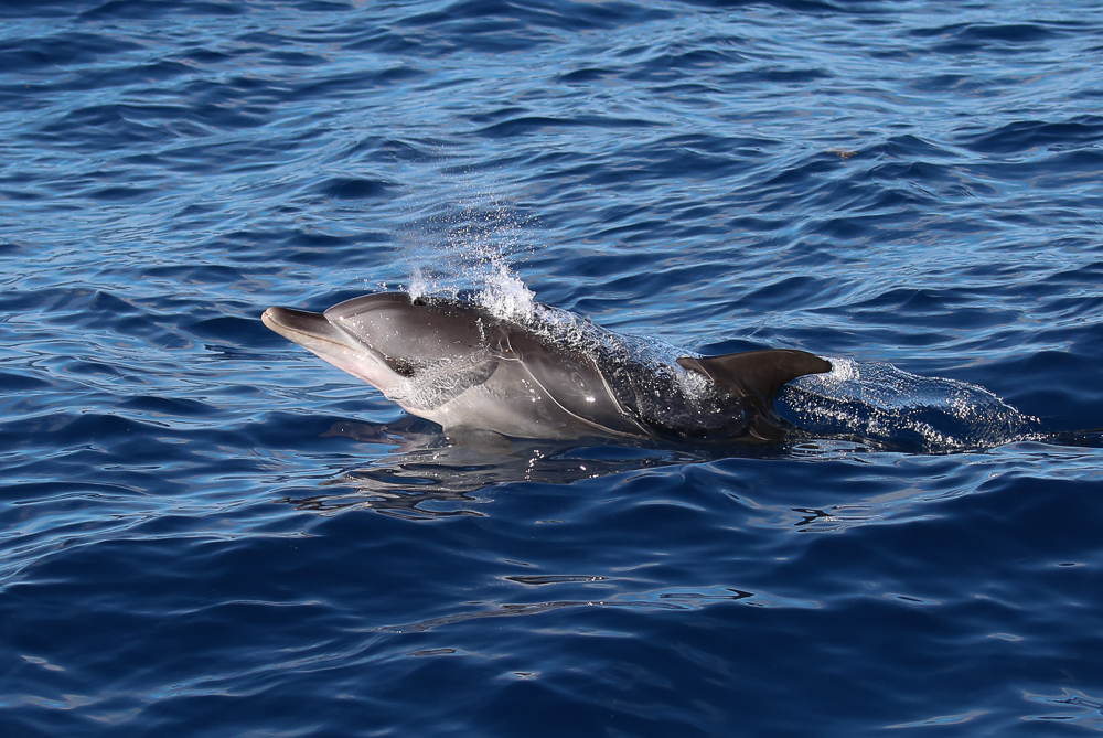 Fishing with Captain Brian on the Stormy Petrel II