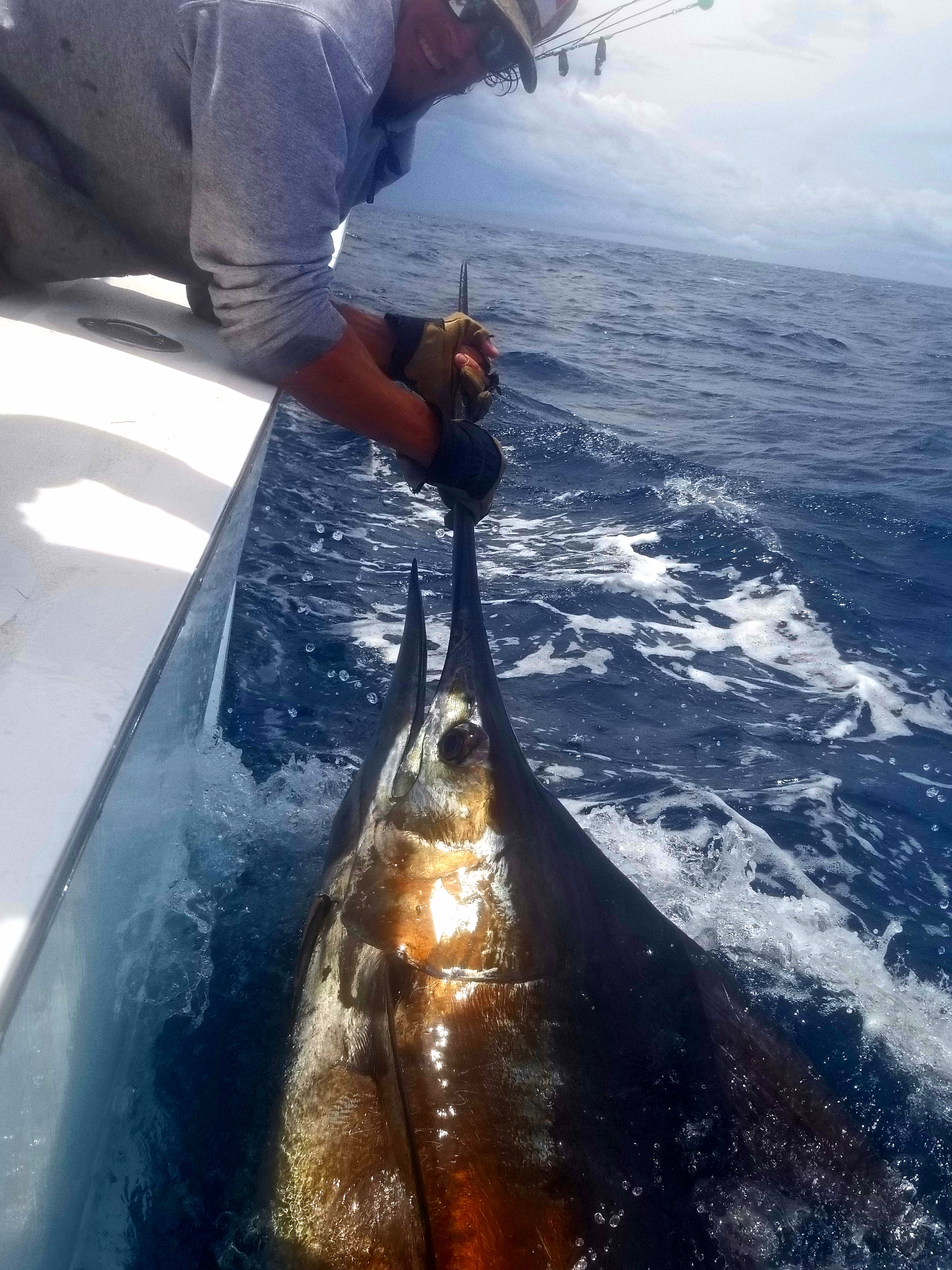 Carolina Girl Marlin Fishing