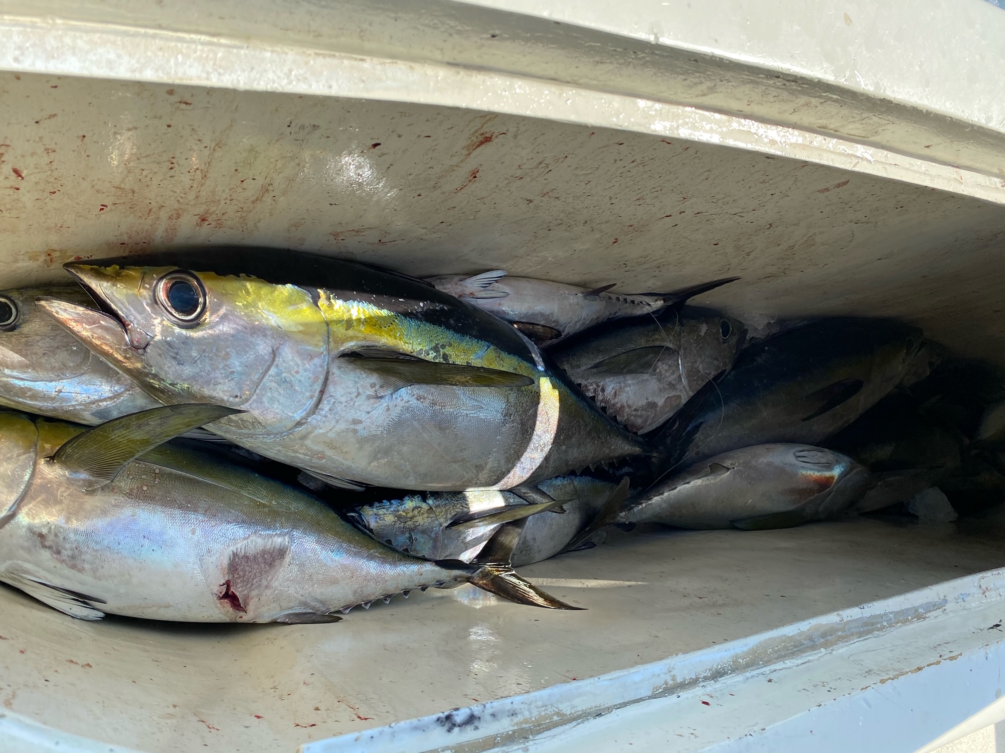 Blackfin Offshore Fishing Harper's Folly Teach's Lair Hatteras OBX