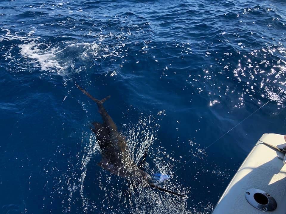 Harper's Folly Hatteras Offshore Fishing Charters Teach's Lair