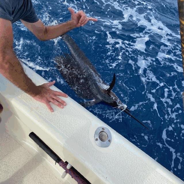 Harper's Folly Sailfish Offshore Fishing Hatteras Teach's Lair