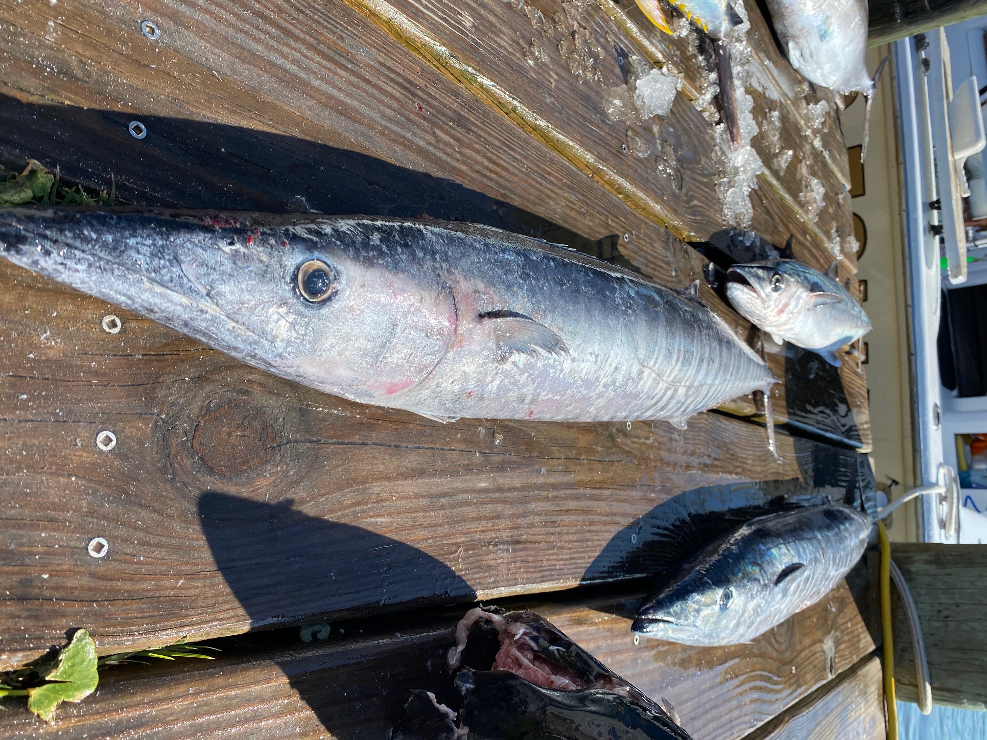 Dunn Deal Sportfishing Hatteras Charters