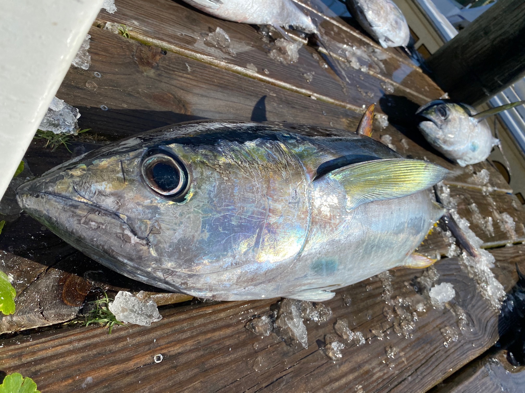 Dunn Deal Sportfishing Hatteras Charters