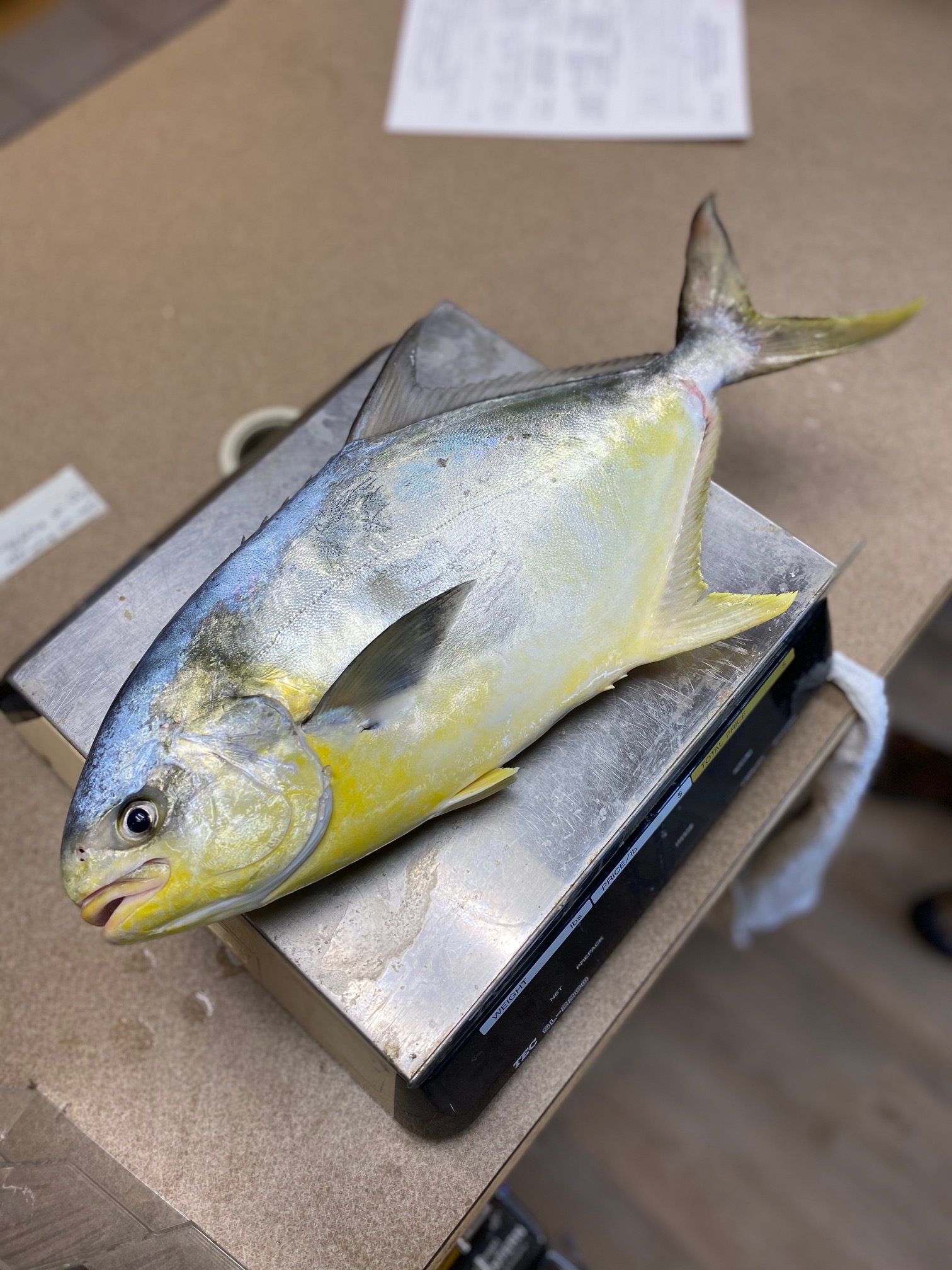 Citation Pompano Hatteras Surf Fishing