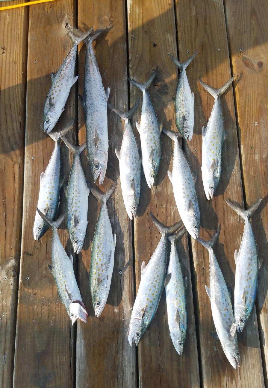 Speck-Tackler Teach's Lair Fishing Charter Spanish Mackerel