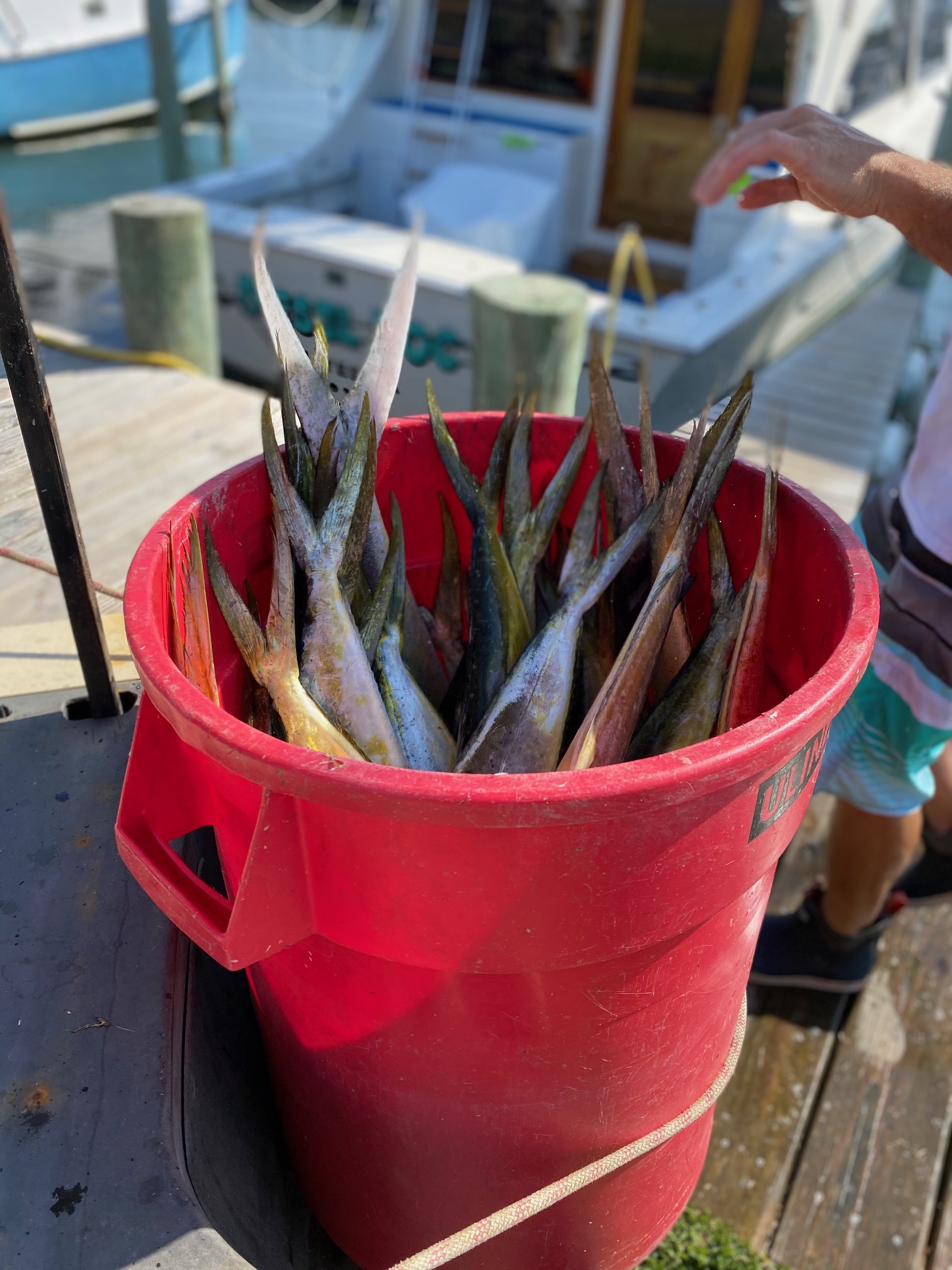 Dolphin Mahi Mahi Fishing Charters Teach's Lair Marina Hatteras, NC