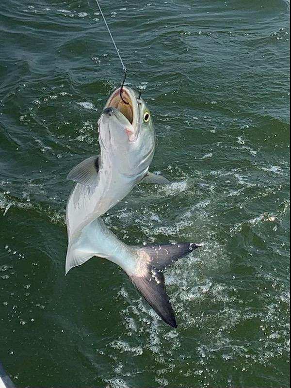 Bluefish Teach's Lair Hatteras Fishing