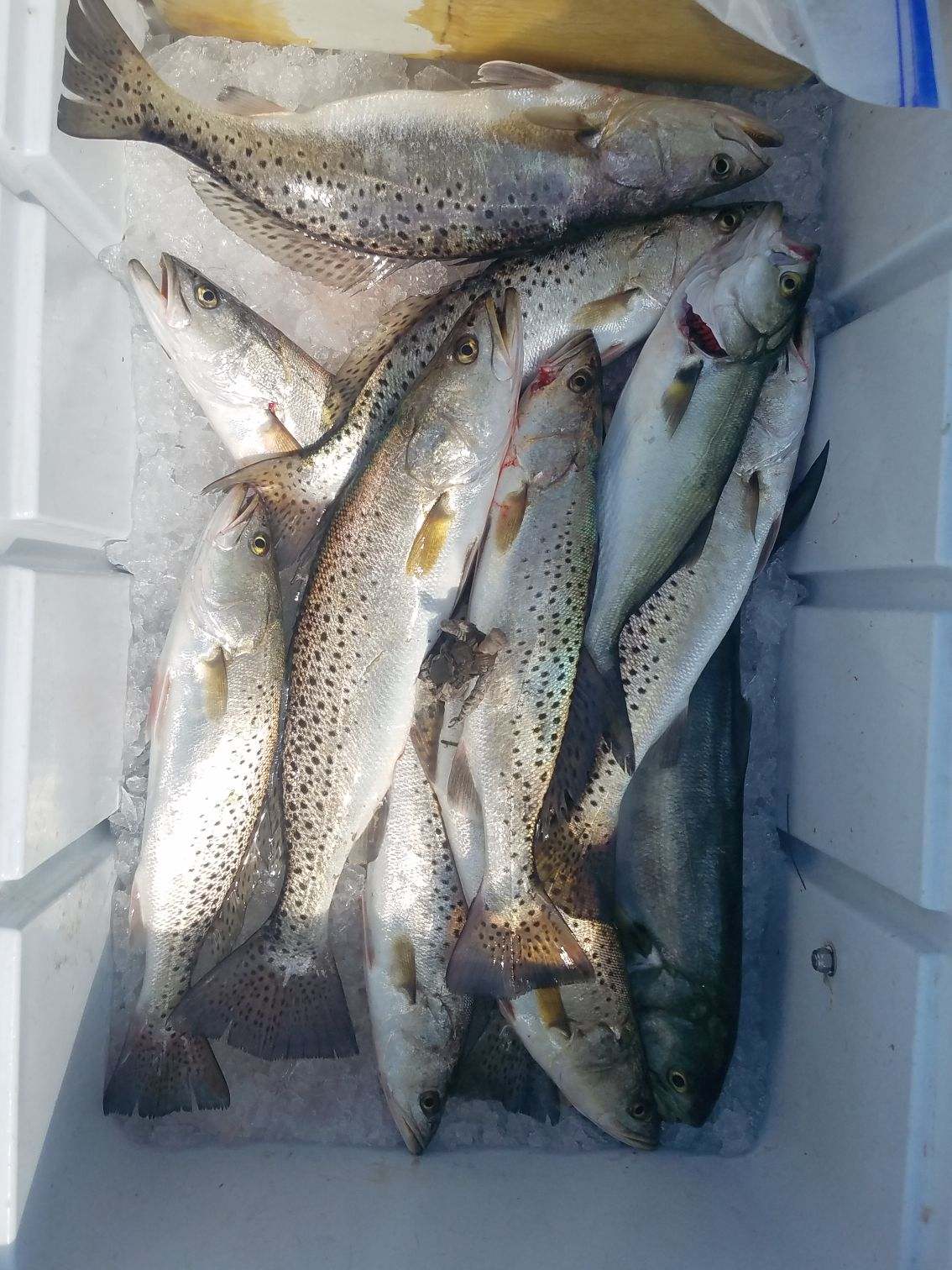 Speck-Tackler Fishing Speckled Trout Teach's Lair Inshore Charters
