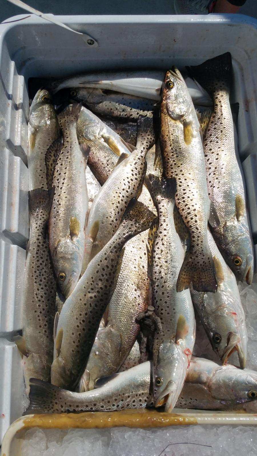 Speckled Trout Hatteras Fishing Teach's Lair