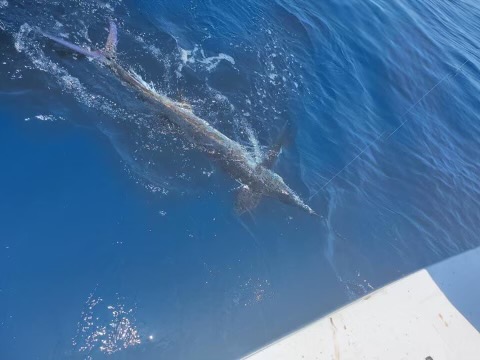 Longer Days Fishing Sailfish