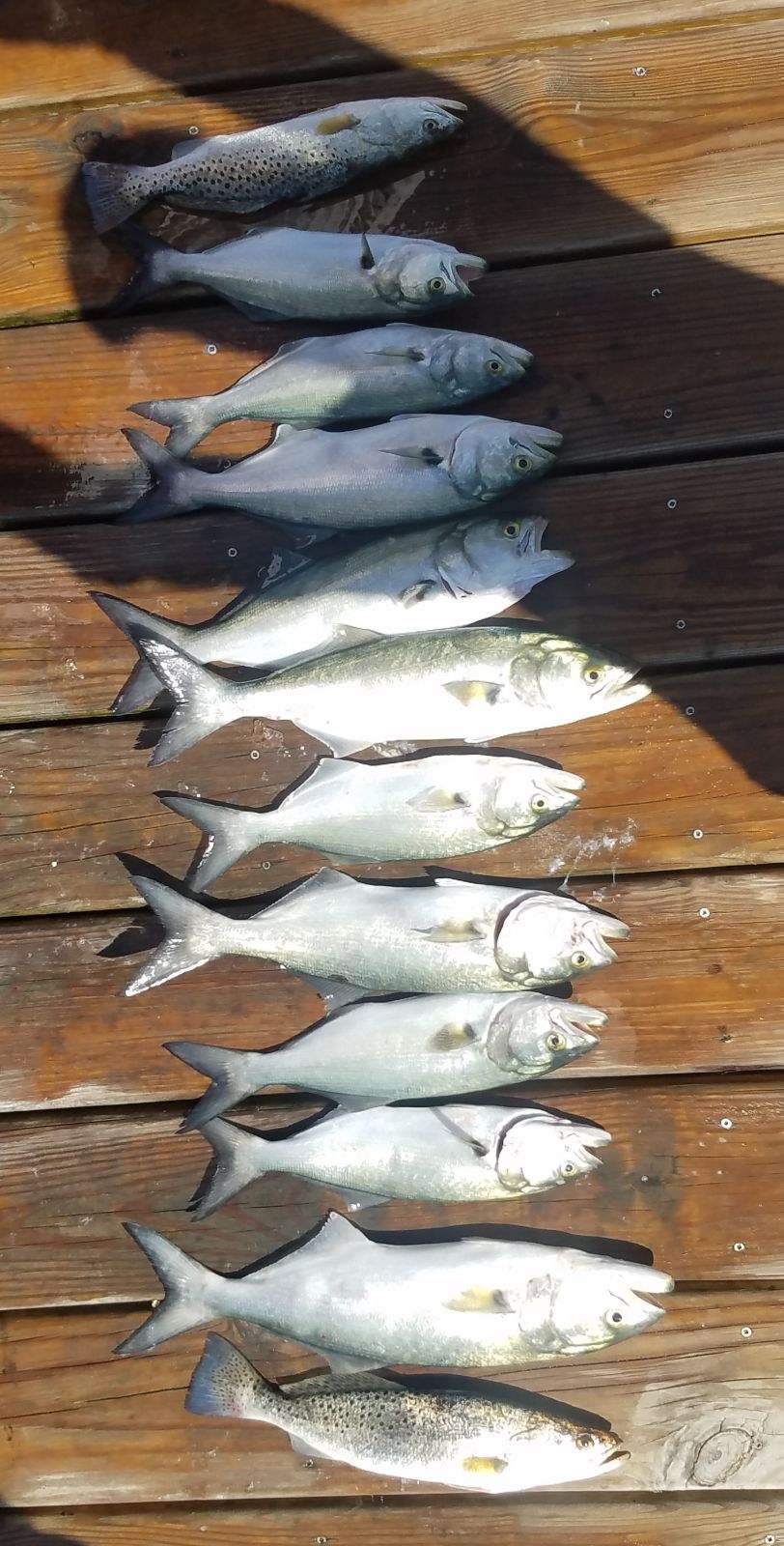 Speck-Tackler Fishing Teach's Lair Hatteras Inshore Charters