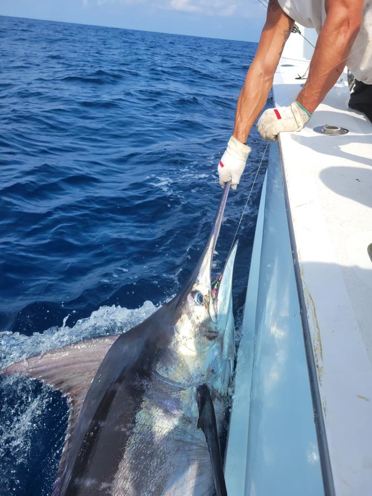 Carolina Girl Offshore Fishing Teach's Lair Marina Hatteras Blue Marlin