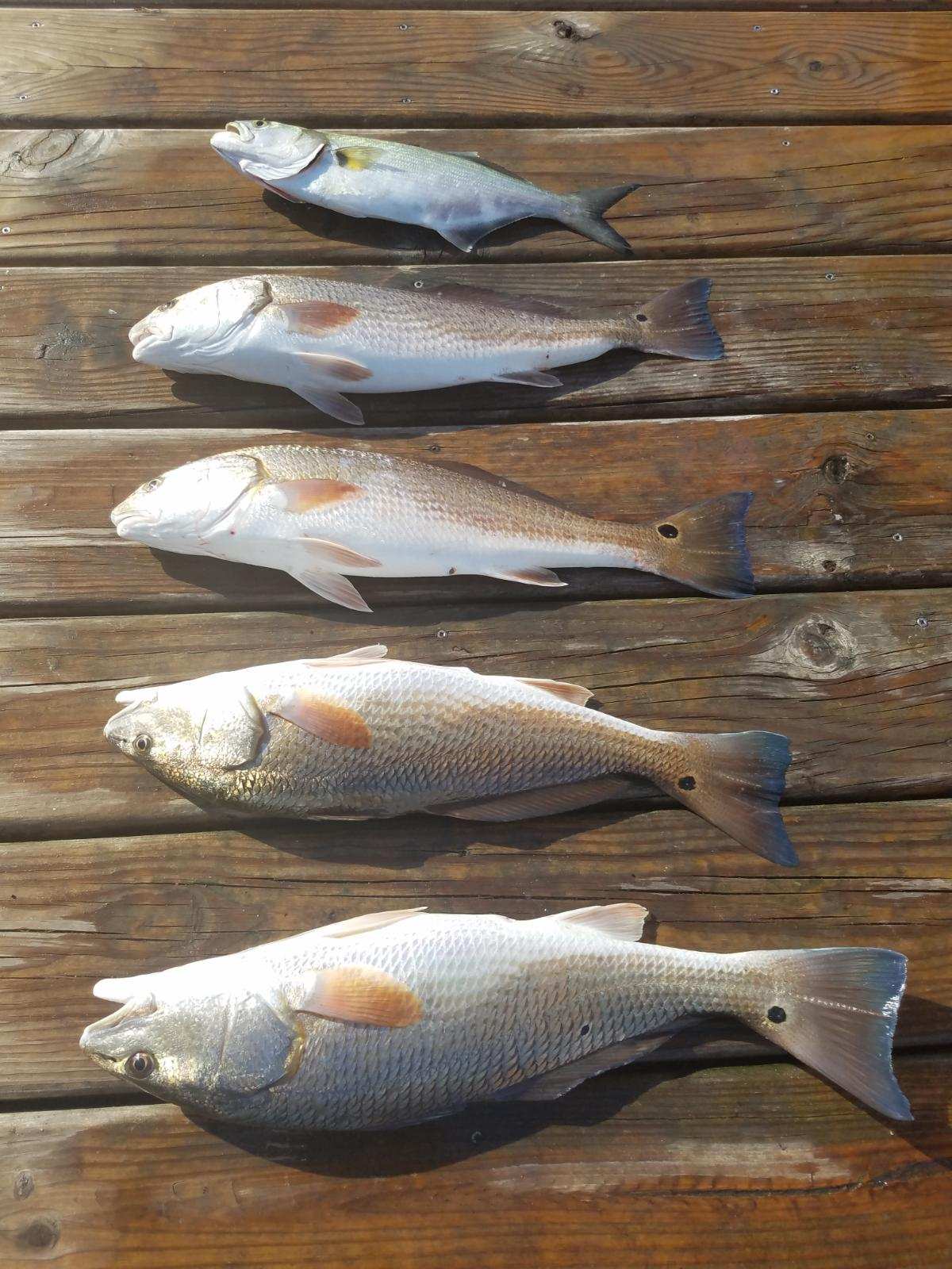 Speck-Tackler Fishing Teach's Lair Hatteras Inshore Charters