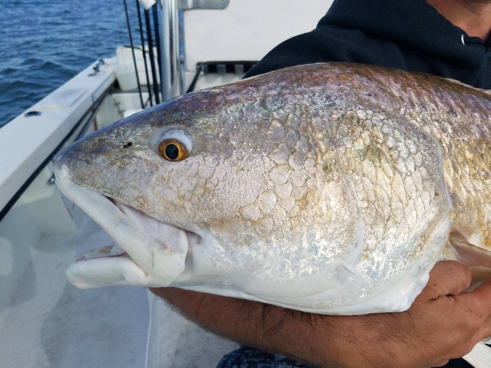 Red Drum Teach's Lair Marina Hatteras Fishing Charters
