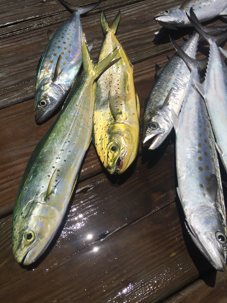 Fishing with Captain Brian on the Stormy Petrel II